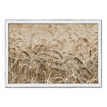 Load image into Gallery viewer, Golden rye paddy ready for harvest Sepia Landscape decor, National Park, Sightseeing, Attractions, White Wash Wood Frame