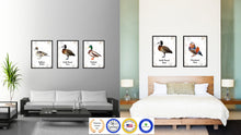 Load image into Gallery viewer, White Faced Duck Bird Canvas Print, Black Picture Frame Gift Ideas Home Decor Wall Art Decoration
