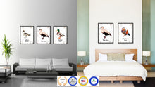 Load image into Gallery viewer, Eider Duck Bird Canvas Print, Black Picture Frame Gift Ideas Home Decor Wall Art Decoration