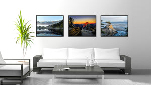 Monterey Cypress Tree Landscape Photo Canvas Print Pictures Frames Home Décor Wall Art Gifts