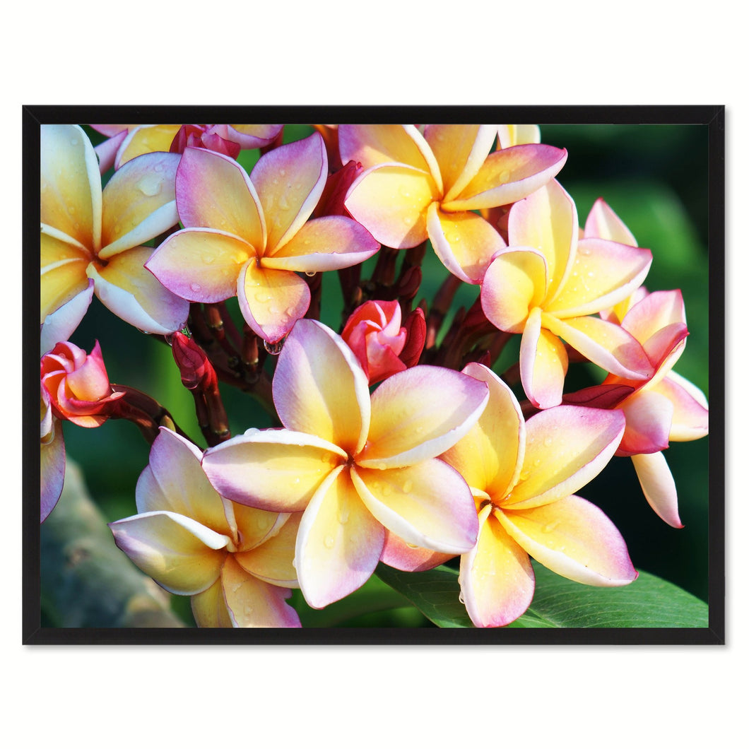 Plumeria Flower Framed Canvas Print Home Décor Wall Art