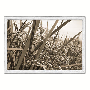 Nutritious Nature Rice Paddy Field Sepia Landscape decor, National Park, Sightseeing, Attractions, White Wash Wood Frame