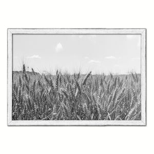 Wheat ears paddy full of grain, on the field Black and White Landscape decor, National Park, Sightseeing, Attractions, White Wash Wood Frame