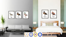 Load image into Gallery viewer, White Faced Duck Bird Canvas Print, Black Picture Frame Gift Ideas Home Decor Wall Art Decoration
