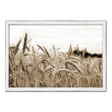 Load image into Gallery viewer, Nutritious Nature Grain Paddy Field Sepia Landscape decor, National Park, Sightseeing, Attractions, White Wash Wood Frame
