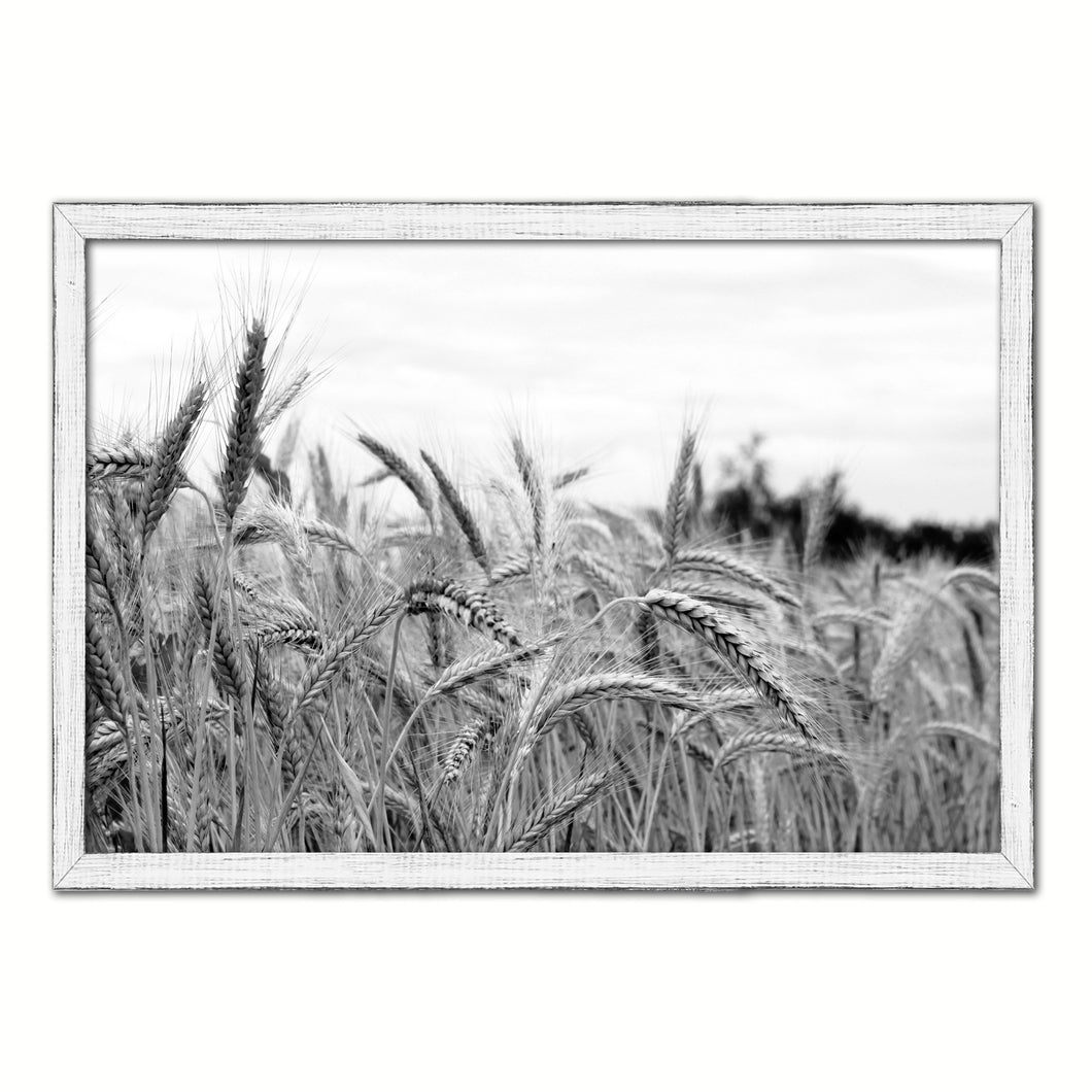 Nutritious Nature Grain Paddy Field Black and White Landscape decor, National Park, Sightseeing, Attractions, White Wash Wood Frame