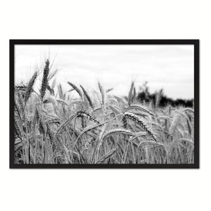 Nutritious Nature Grain Paddy Field Black and White Landscape decor, National Park, Sightseeing, Attractions, Black Frame