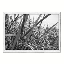 Load image into Gallery viewer, Nutritious Nature Rice Paddy Field Black and White Landscape decor, National Park, Sightseeing, Attractions, White Wash Wood Frame
