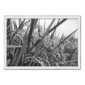 Nutritious Nature Rice Paddy Field Black and White Landscape decor, National Park, Sightseeing, Attractions, White Wash Wood Frame