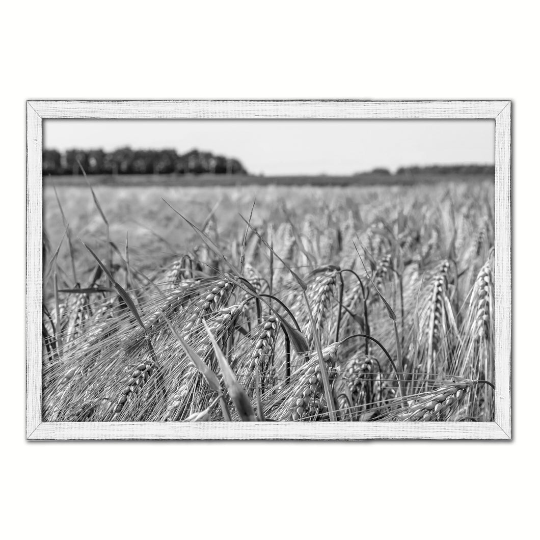 Barley paddy Black and White Landscape decor, National Park, Sightseeing, Attractions, White Wash Wood Frame