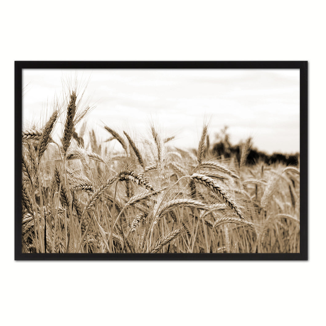 Nutritious Nature Grain Paddy Field Sepia Landscape decor, National Park, Sightseeing, Attractions, Black Frame