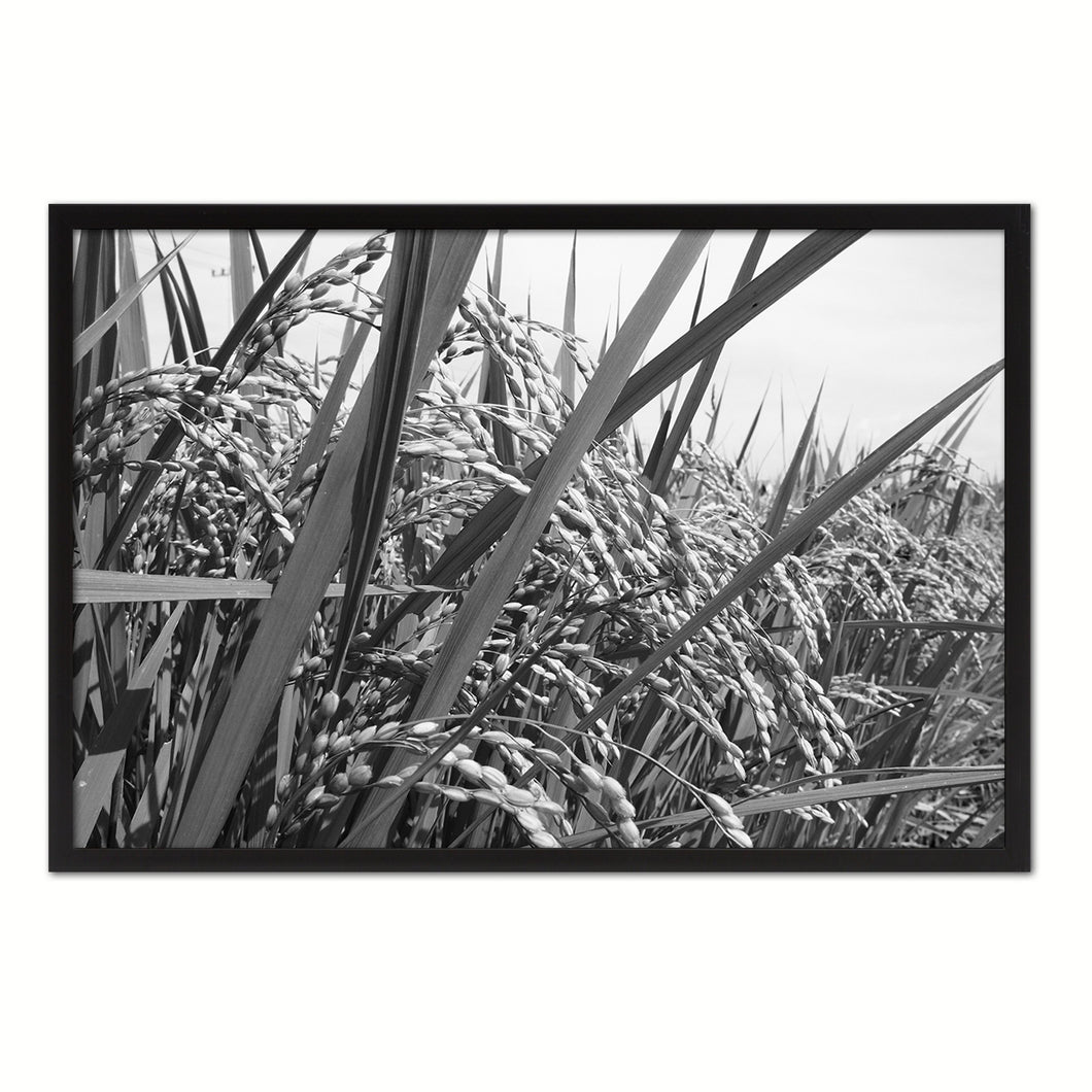 Nutritious Nature Rice Paddy Field Black and White Landscape decor, National Park, Sightseeing, Attractions, Black Frame