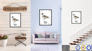 Northern Pintail Bird Canvas Print, Black Picture Frame Gift Ideas Home Decor Wall Art Decoration