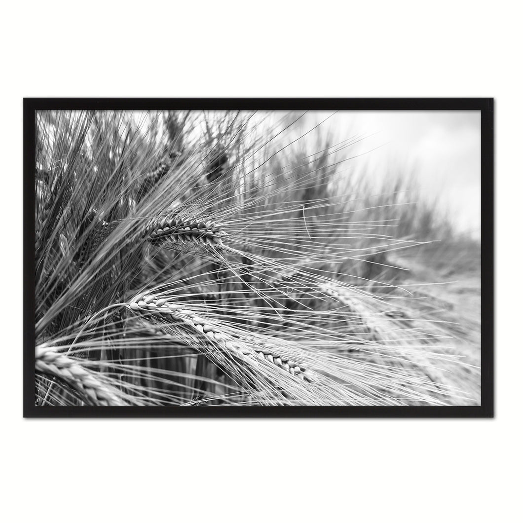 Nutritious Nature Barley Paddy Field Black and White Landscape decor, National Park, Sightseeing, Attractions, Black Frame