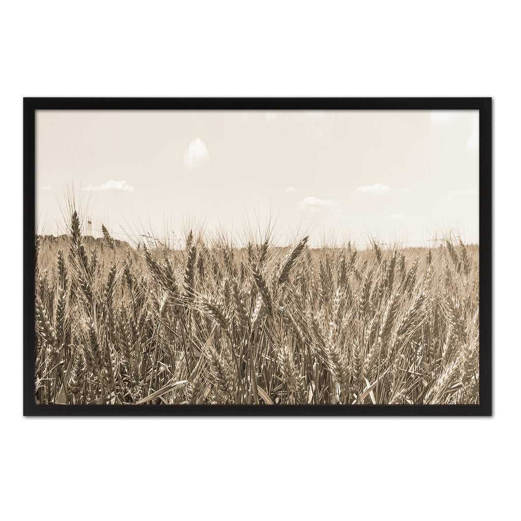 Wheat ears paddy full of grain, on the field Sepia Landscape decor, National Park, Sightseeing, Attractions, White Wash Wood Frame
