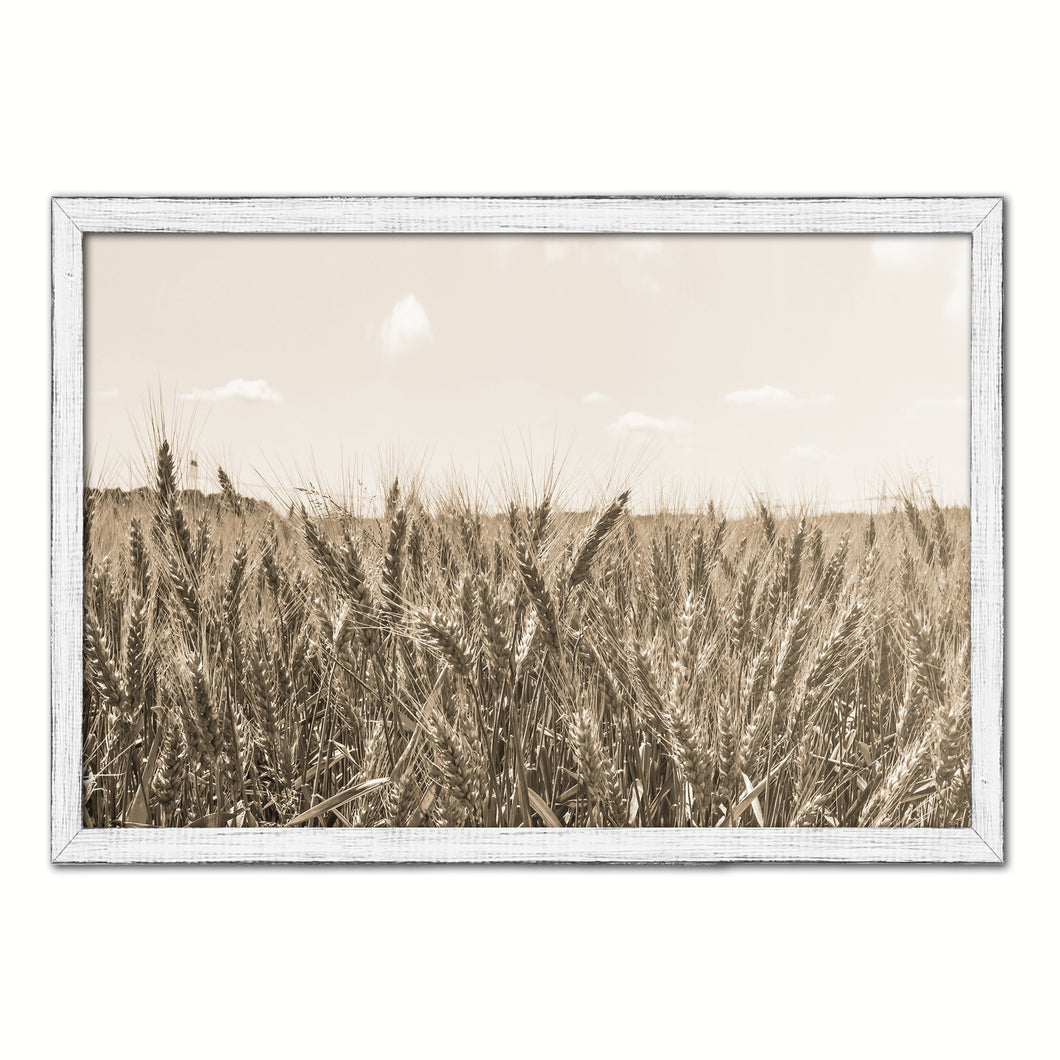 Wheat ears paddy full of grain, on the field Sepia Landscape decor, National Park, Sightseeing, Attractions, Black Frame