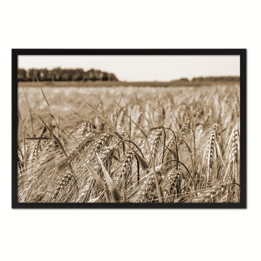 Barley paddy Sepia Landscape decor, National Park, Sightseeing, Attractions, Black Frame