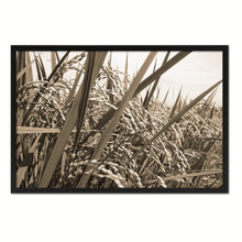 Load image into Gallery viewer, Nutritious Nature Rice Paddy Field Sepia Landscape decor, National Park, Sightseeing, Attractions, Black Frame
