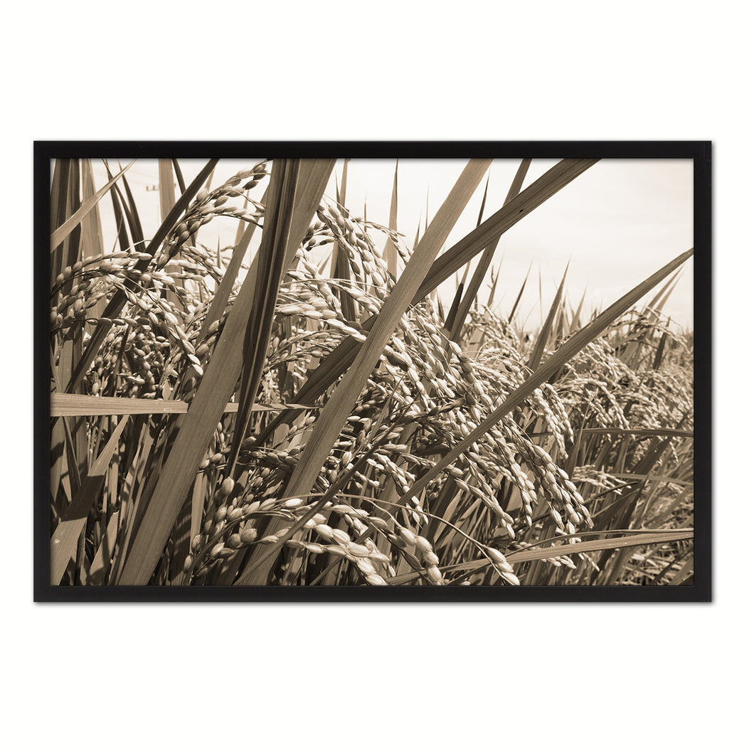Nutritious Nature Rice Paddy Field Sepia Landscape decor, National Park, Sightseeing, Attractions, Black Frame