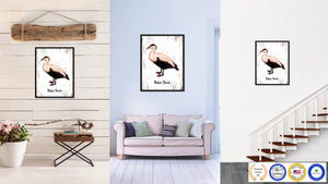 Eider Duck Bird Canvas Print, Black Picture Frame Gift Ideas Home Decor Wall Art Decoration