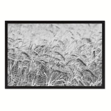 Load image into Gallery viewer, Golden rye paddy ready for harvest Black and White Landscape decor, National Park, Sightseeing, Attractions, Black Frame
