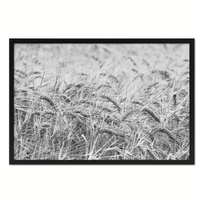 Golden rye paddy ready for harvest Black and White Landscape decor, National Park, Sightseeing, Attractions, Black Frame